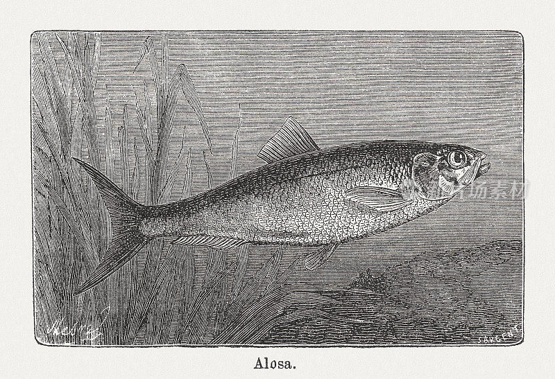 艾利斯・莎德(Alosa Alosa)木刻，1893年出版